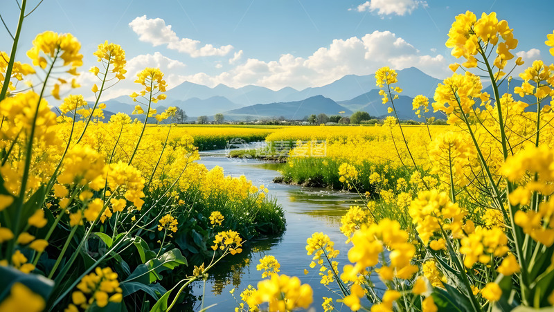 高清大图下载【趣麦麦图】春天摄影油菜花开花花卉素材1