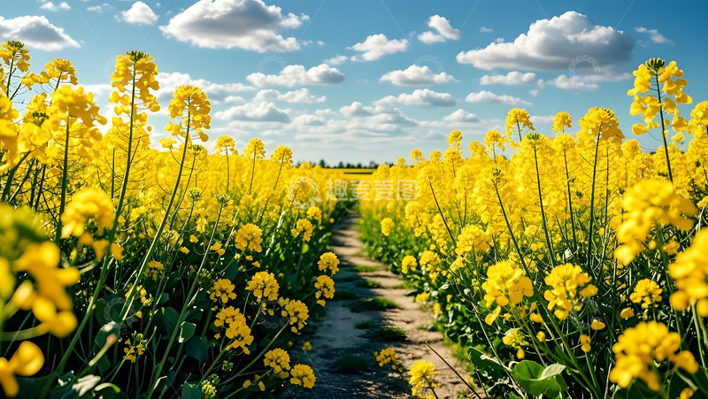 春天摄影油菜花开花花卉素材4