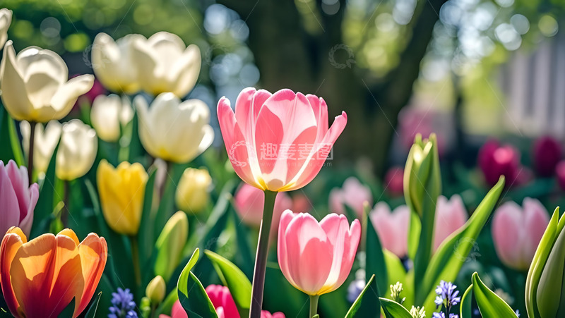 春天摄影花朵开花花卉素材37