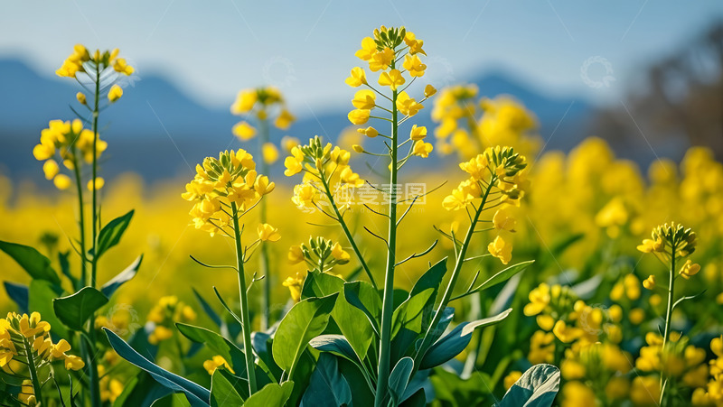 高清大图下载【趣麦麦图】春天摄影油菜花开花花卉素材39