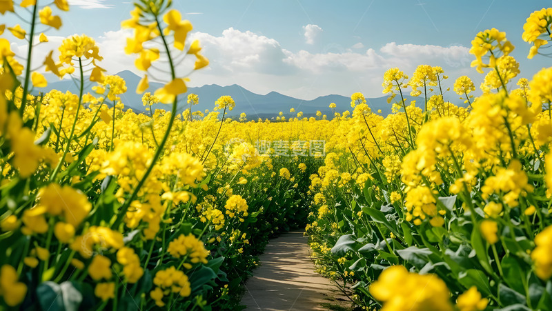 高清大图下载【趣麦麦图】春天摄影油菜花开花花卉素材19