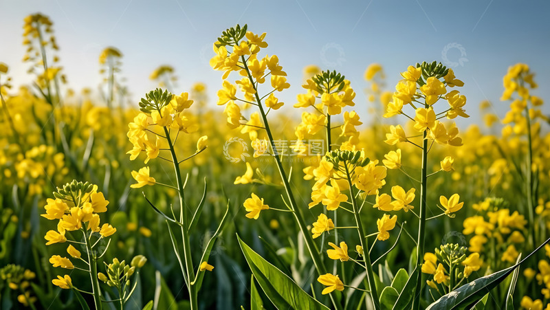 高清大图下载【趣麦麦图】春天摄影油菜花开花花卉素材48