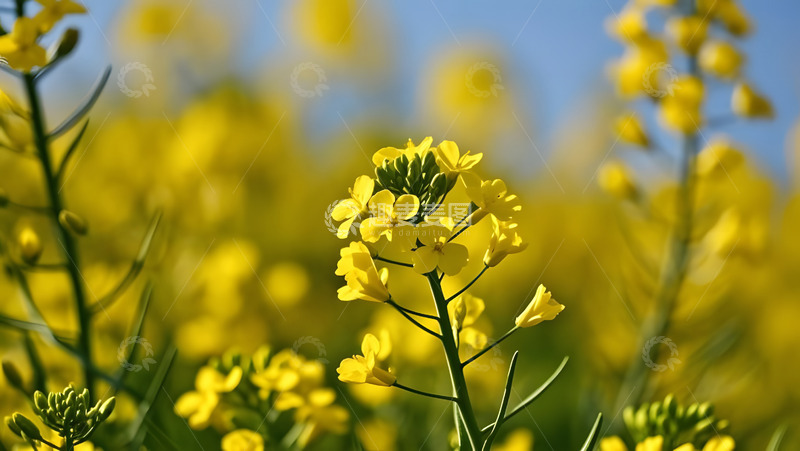 高清大图下载【趣麦麦图】春天摄影油菜花开花花卉素材49