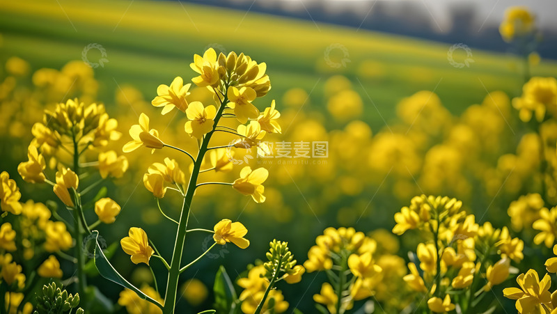 春天摄影油菜花开花花卉素材14