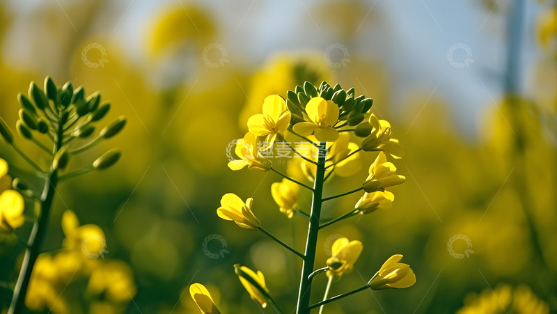 高清大图下载【趣麦麦图】春天摄影油菜花开花花卉素材17