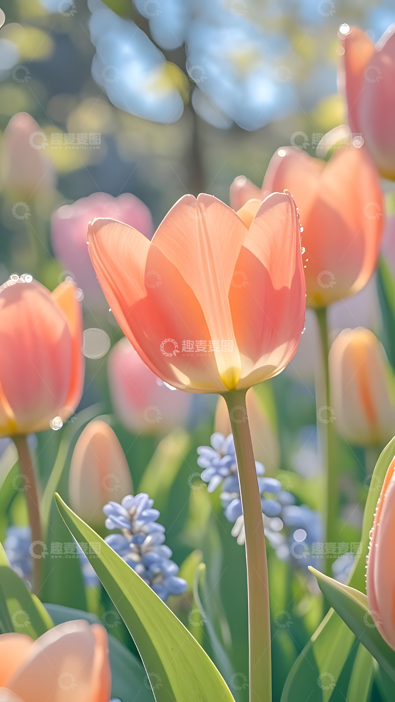 高清大图下载【趣麦麦图】春天摄影花朵开花花卉素材81