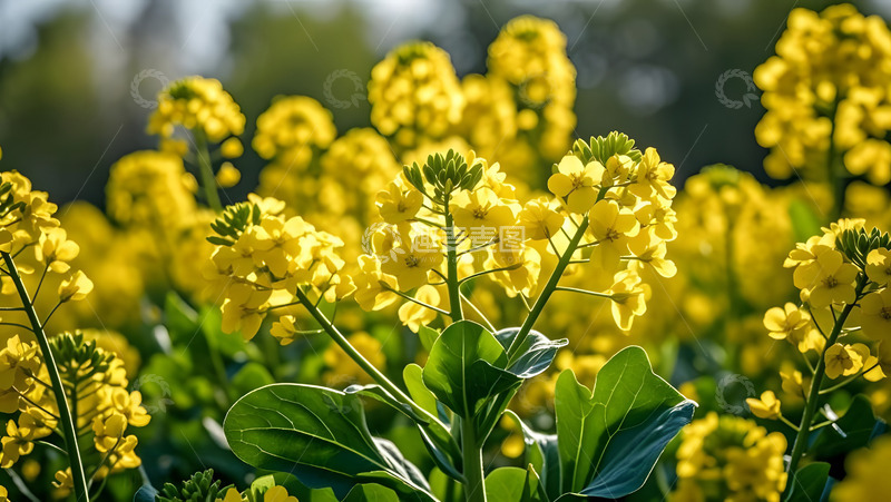 春天摄影油菜花开花花卉素材32