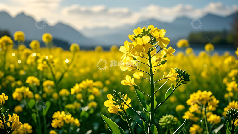 高清大图下载【趣麦麦图】春天摄影油菜花开花花卉素材25