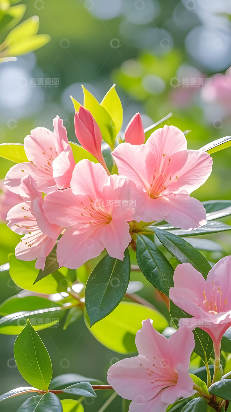 高清大图下载【趣麦麦图】春天摄影花朵开花花卉素材73