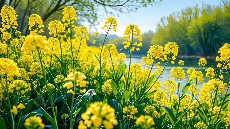 高清大图下载【趣麦麦图】春天摄影油菜花开花花卉素材50