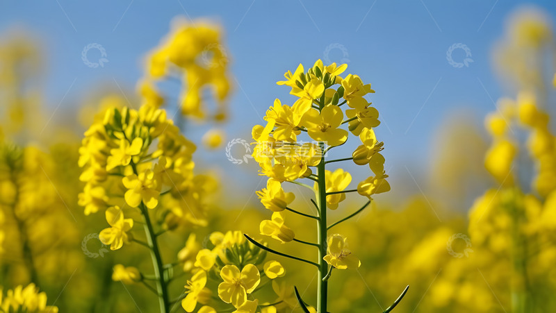 高清大图下载【趣麦麦图】春天摄影油菜花开花花卉素材15
