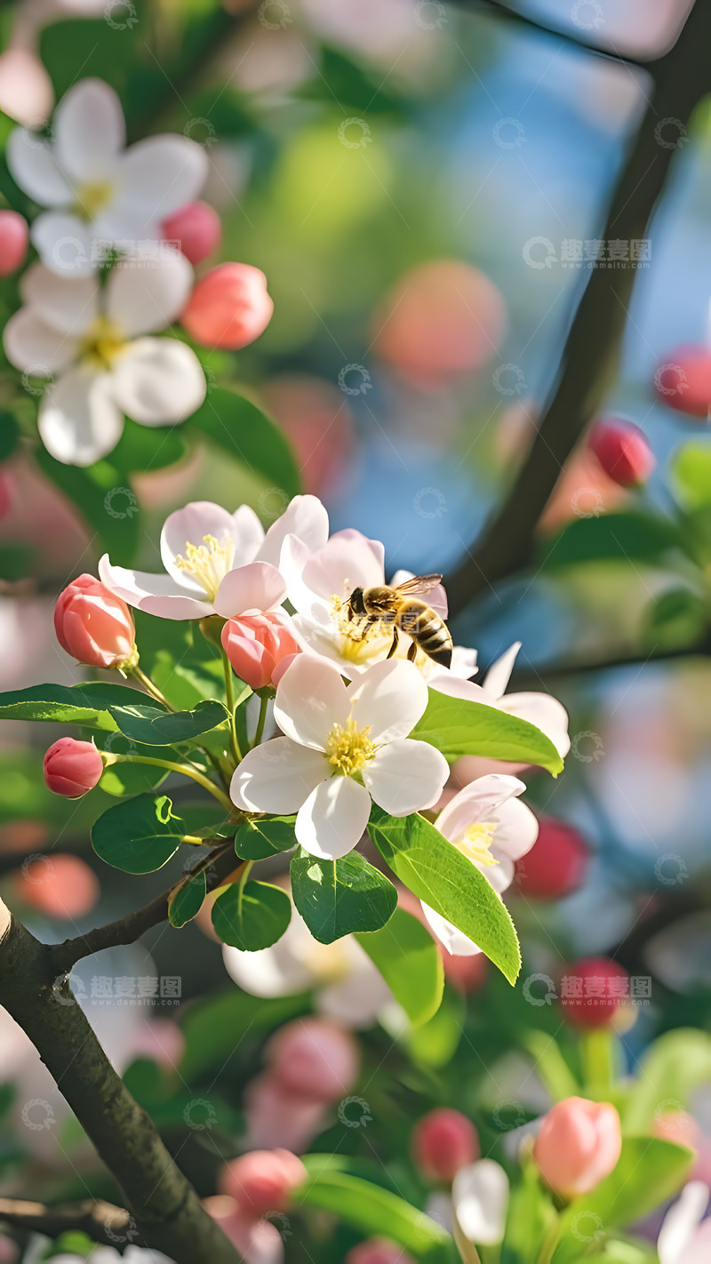 高清大图下载【趣麦麦图】春天摄影花朵开花花卉素材77