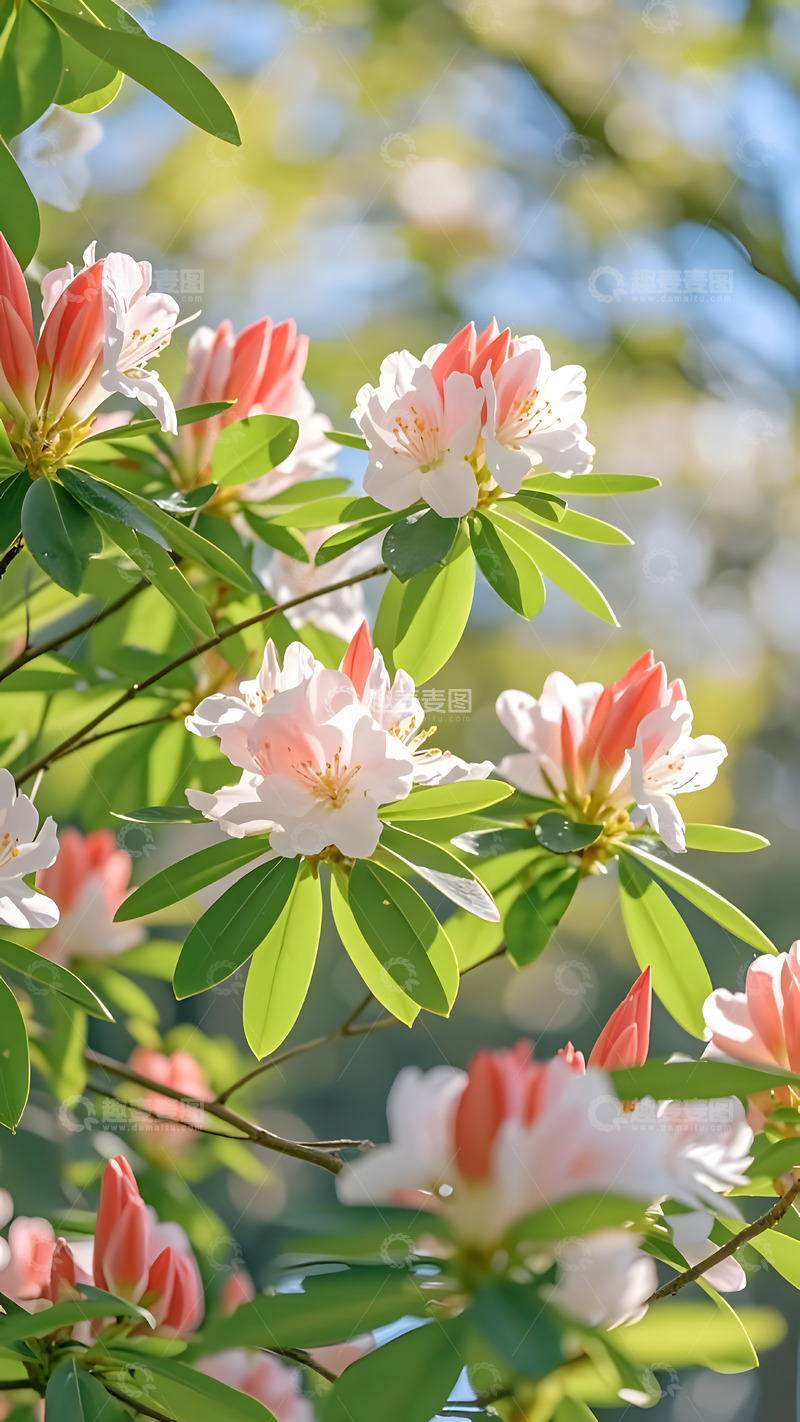 高清大图下载【趣麦麦图】春天摄影花朵开花花卉素材80
