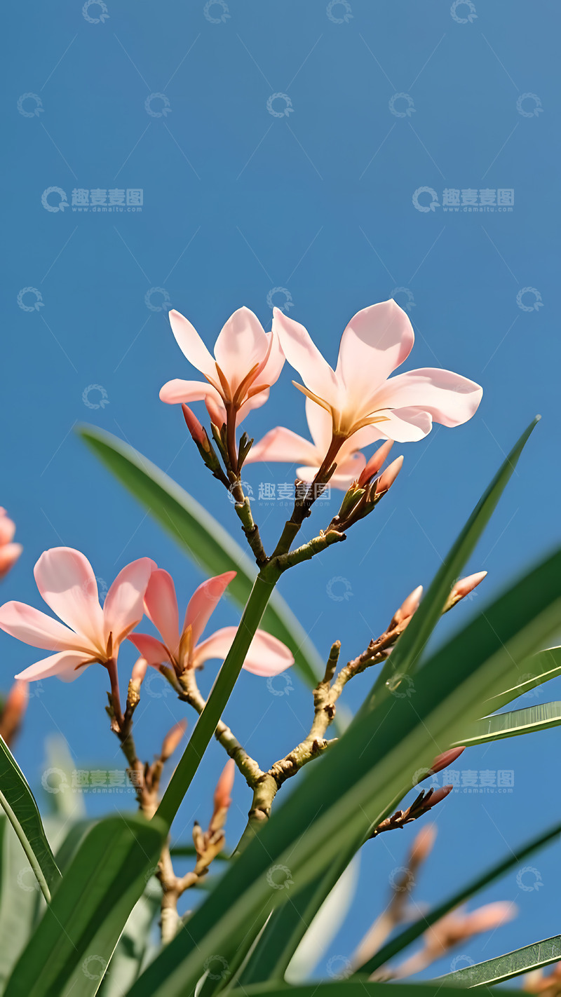 高清大图下载【趣麦麦图】春天摄影花朵开花花卉素材63