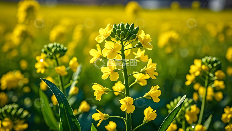 高清大图下载【趣麦麦图】春天摄影油菜花开花花卉素材33