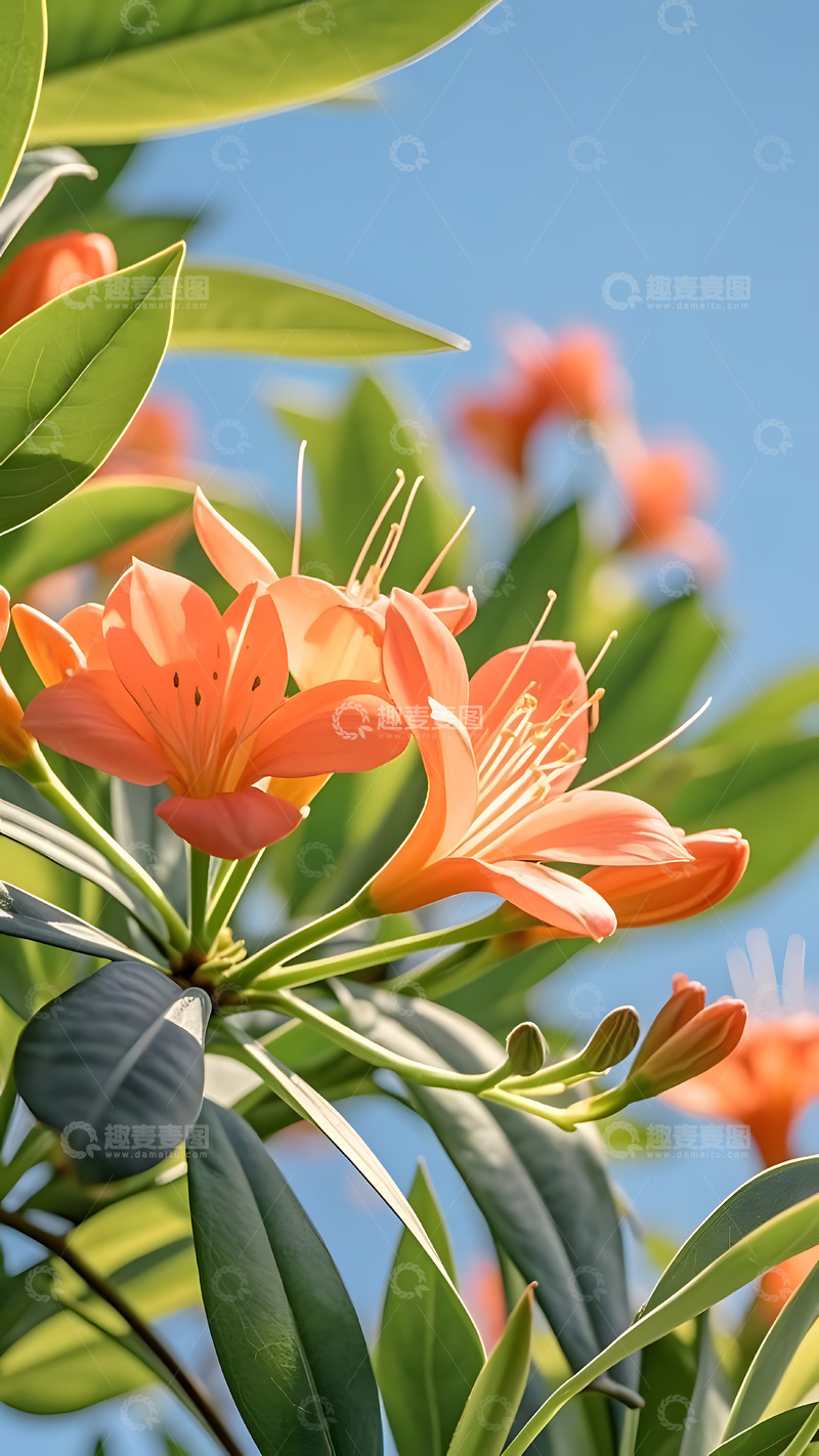 高清大图下载【趣麦麦图】春天摄影花朵开花花卉素材71