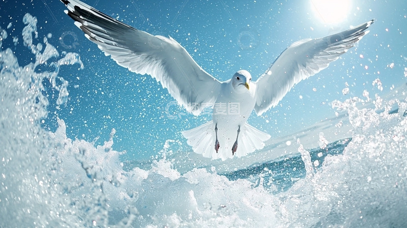高清大图下载【趣麦麦图】海鸥飞跃浪花