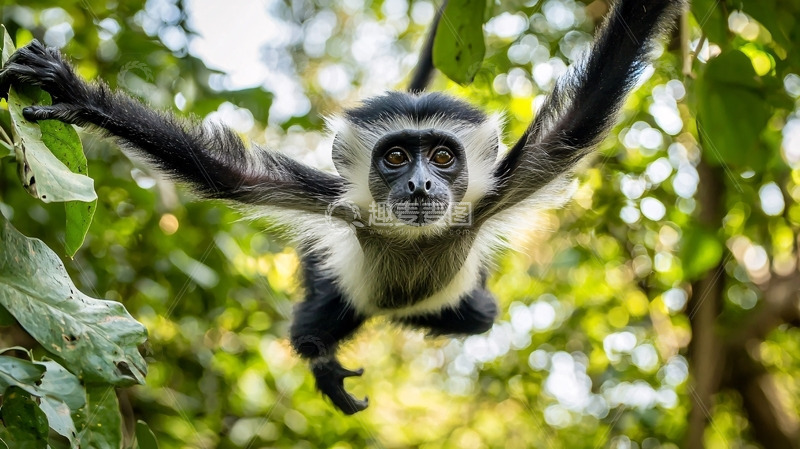 高清大图下载【趣麦麦图】树丛中飞跃的黑白疣猴