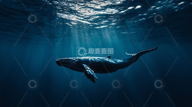 高清大图下载【趣麦麦图】深海中优雅的鲸鱼