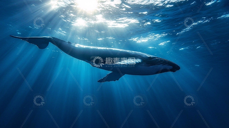 高清大图下载【趣麦麦图】阳光下的鲸鱼
