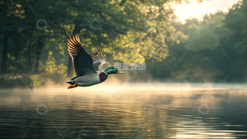 高清大图下载【趣麦麦图】清晨飞翔的绿头鸭