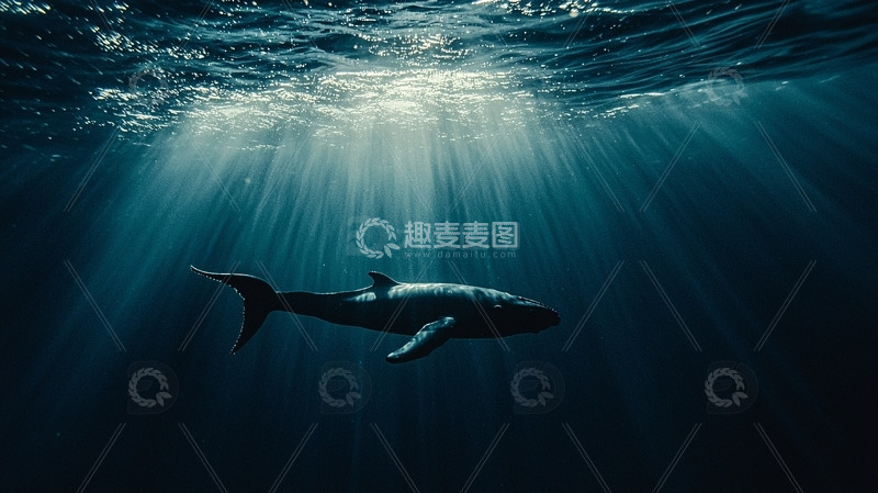 高清大图下载【趣麦麦图】深海鲸鱼剪影