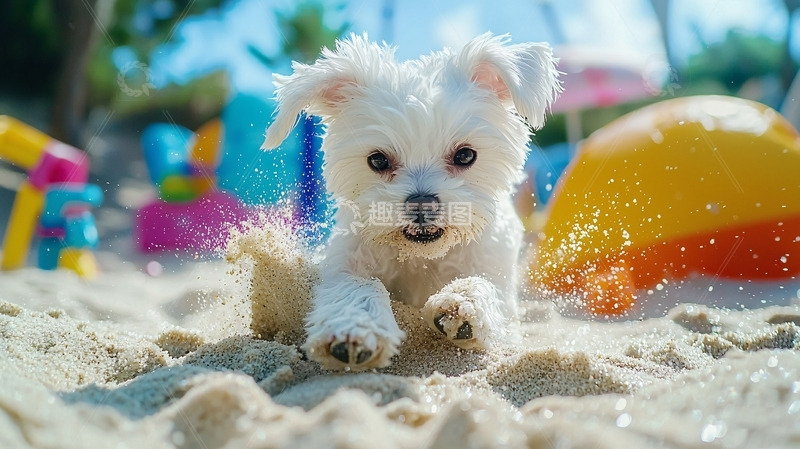 高清大图下载【趣麦麦图】-沙滩上奔跑的小白狗