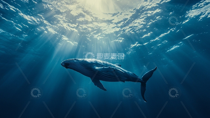 高清大图下载【趣麦麦图】阳光透过海水照射鲸鱼