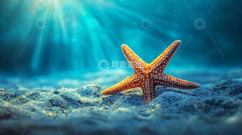 高清大图下载【趣麦麦图】阳光下的海星