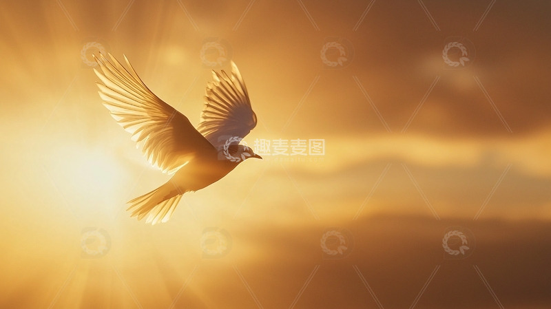 高清大图下载【趣麦麦图】金色阳光下飞翔的白鸽