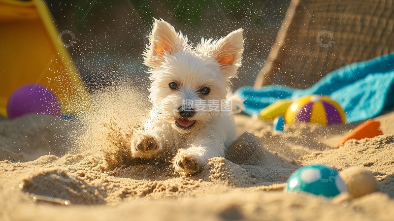 高清大图下载【趣麦麦图】沙滩上玩耍的小白狗