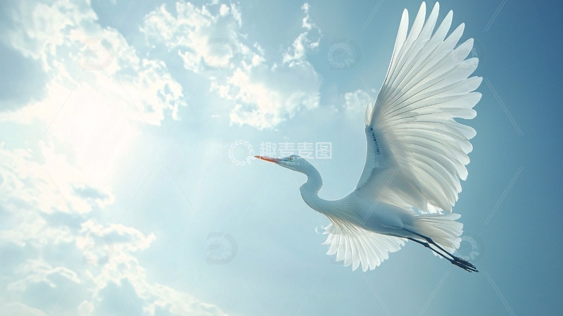 高清大图下载【趣麦麦图】白鹭低角度仰视飞行