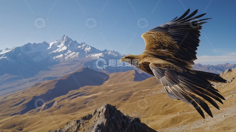高清大图下载【趣麦麦图】金雕飞越雪山