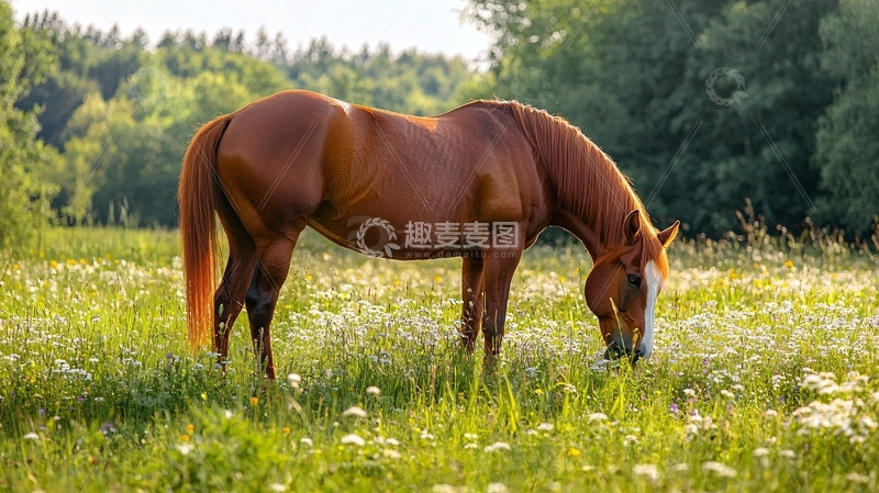 高清大图下载【趣麦麦图】栗色马儿在田野里吃草