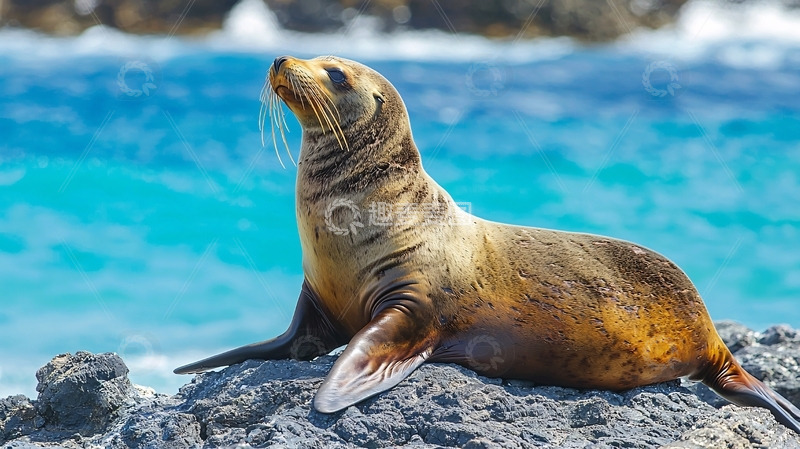 高清大图下载【趣麦麦图】海豹在岩石上休息