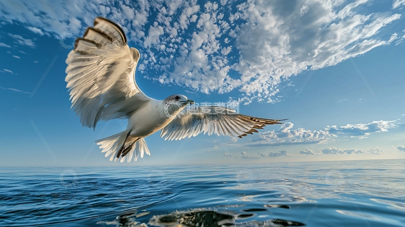 高清大图下载【趣麦麦图】海鸥低空飞行