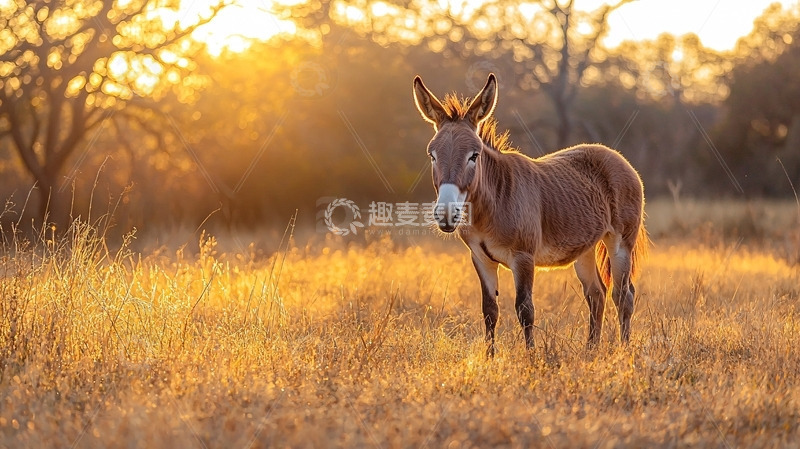 高清大图下载【趣麦麦图】夕阳下孤独的驴子