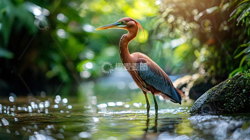 高清大图下载【趣麦麦图】红树林绿鹭