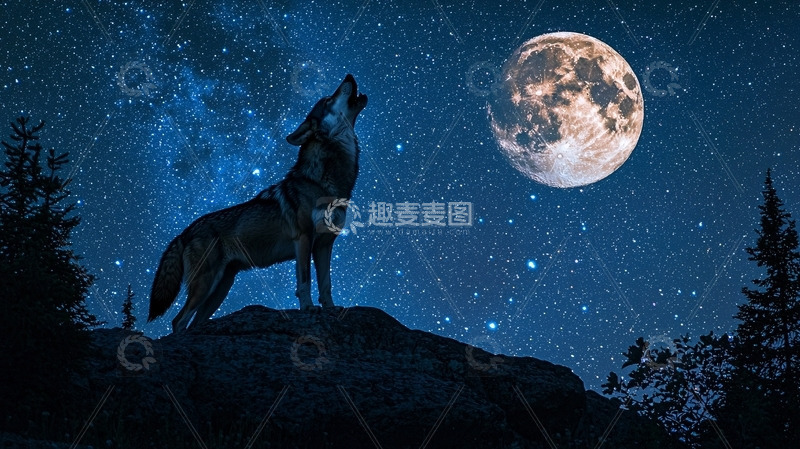 高清大图下载【趣麦麦图】月光下的狼