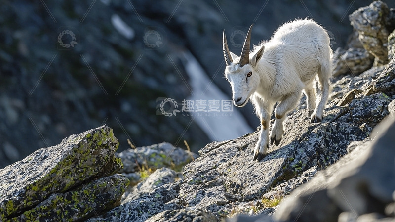 高清大图下载【趣麦麦图】山羊在岩石山脊上行走