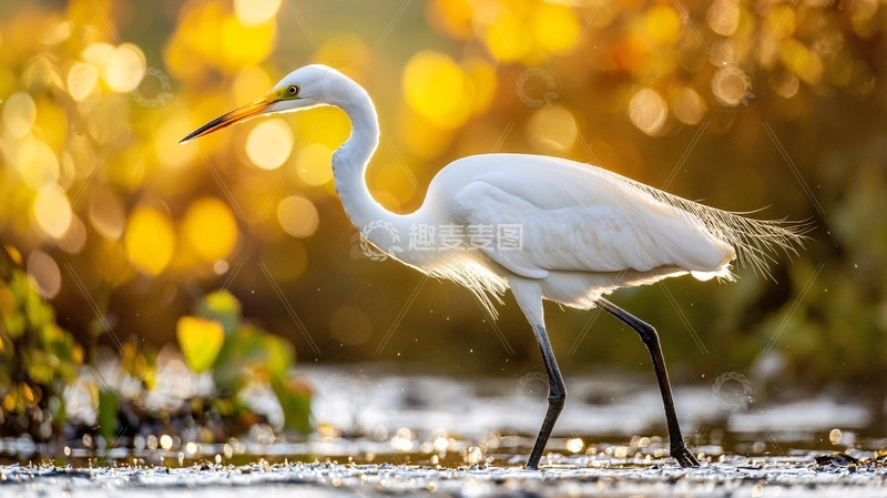 高清大图下载【趣麦麦图】金光闪闪背景下的白鹭