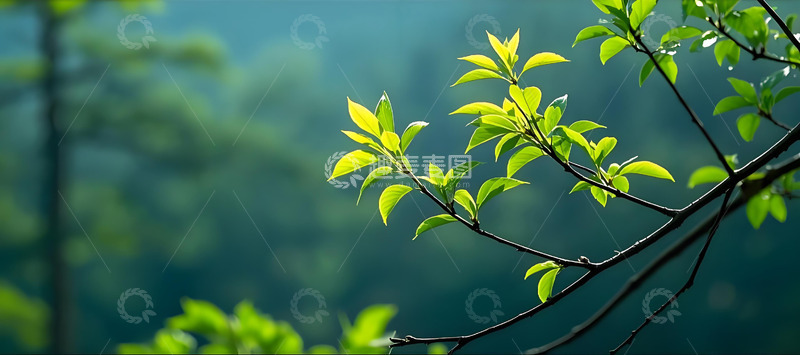 高清大图下载【趣麦麦图】春色嫩叶生机活力