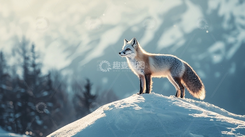 高清大图下载【趣麦麦图】雪山上的红狐