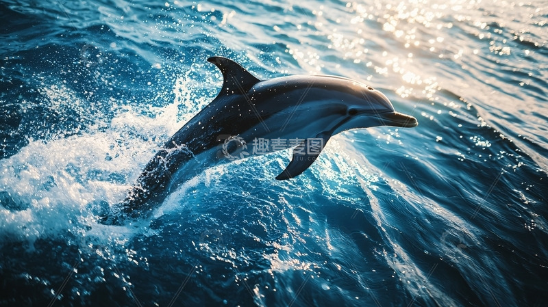 高清大图下载【趣麦麦图】海豚跃出水面