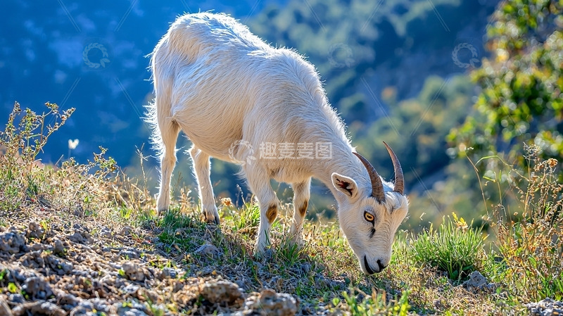 高清大图下载【趣麦麦图】山坡上吃草的白山羊