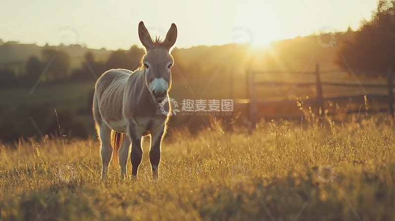 高清大图下载【趣麦麦图】夕阳下田野里的小驴