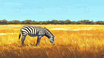 斑马在金黄草原觅食