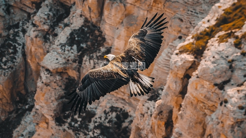 高清大图下载【趣麦麦图】雄鹰飞翔峡谷峭壁