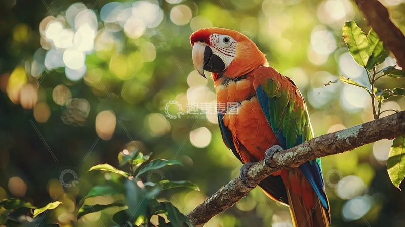 高清大图下载【趣麦麦图】彩虹金刚鹦鹉栖息树枝