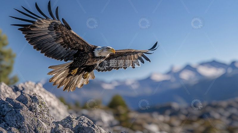 高清大图下载【趣麦麦图】雄鹰展翅高飞